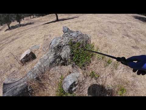 Spraying poison oak with SG 20