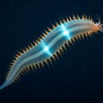 Pelagic Polychaetes: Unveiling the Ocean’s Most Mysterious Drifters (2025)