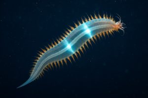 Pelagic Polychaetes: Unveiling the Ocean’s Most Mysterious Drifters (2025)